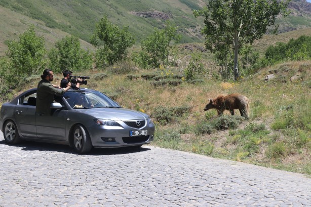 Foto - Nemrut’un maskotu ayıları görenler telefonlarına sarılıyor