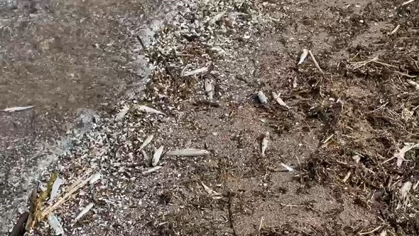 Foto - Nereden geldikleri bilinmiyor! İsrail sazanları o ilimizde karaya vurdu