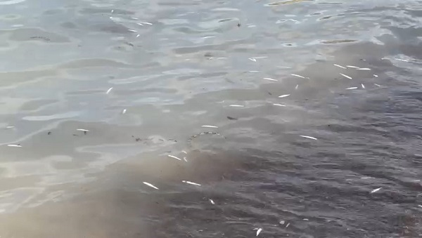 Foto - Nereden geldikleri bilinmiyor! İsrail sazanları o ilimizde karaya vurdu