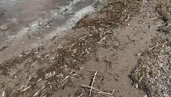 Foto - Nereden geldikleri bilinmiyor! İsrail sazanları o ilimizde karaya vurdu