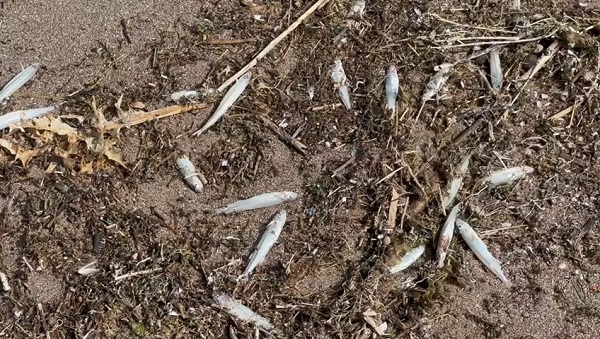 Nereden geldikleri bilinmiyor! İsrail sazanları o ilimizde karaya vurdu