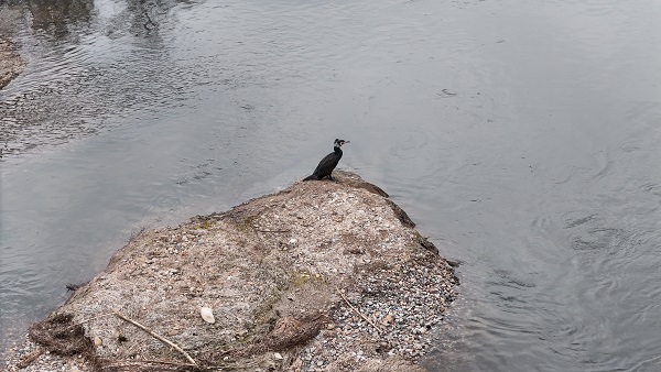 Foto - Nereden nereye! Artık orada hayvanlar otluyor