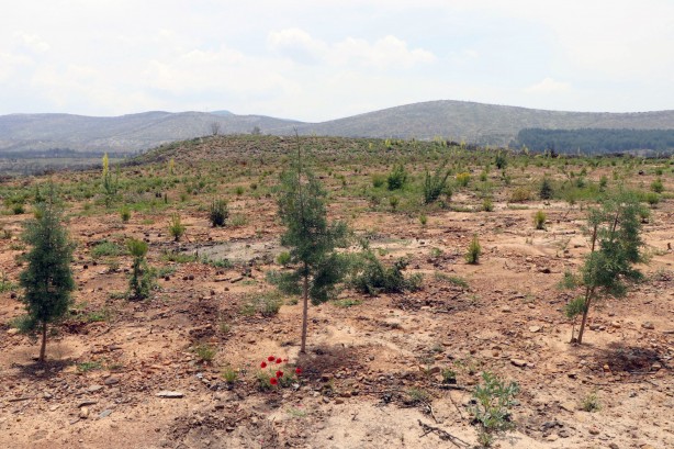Foto - Neredesiniz rant iftirası atanlar! 2021'de yanan 60 bin hektarlık ormanın tamamı yeşillendirildi