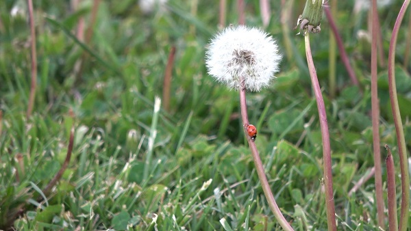 Neredeyse yetişmediği yer yok! Faydaları saymakla bitmiyor ama kimse farkında değil