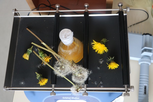 Foto - Neredeyse yetişmediği yer yok! Faydaları saymakla bitmiyor ama kimse farkında değil