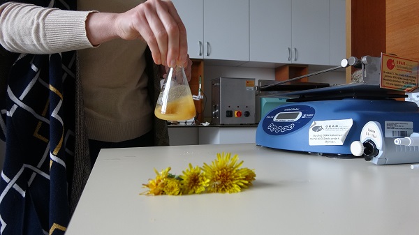 Foto - Neredeyse yetişmediği yer yok! Faydaları saymakla bitmiyor ama kimse farkında değil