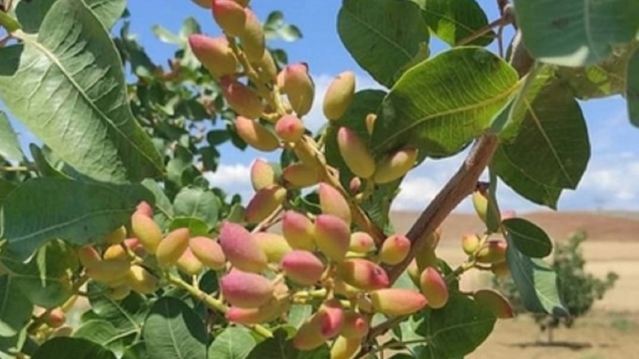 Nesiller boyu kazanç sağlayacak! Bir kez ekince 100 yıla kadar meyve veriyor