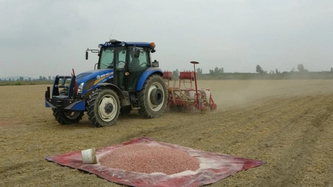 Foto - Nesiller boyu kazanç sağlayacak! Bir kez ekince 100 yıla kadar meyve veriyor