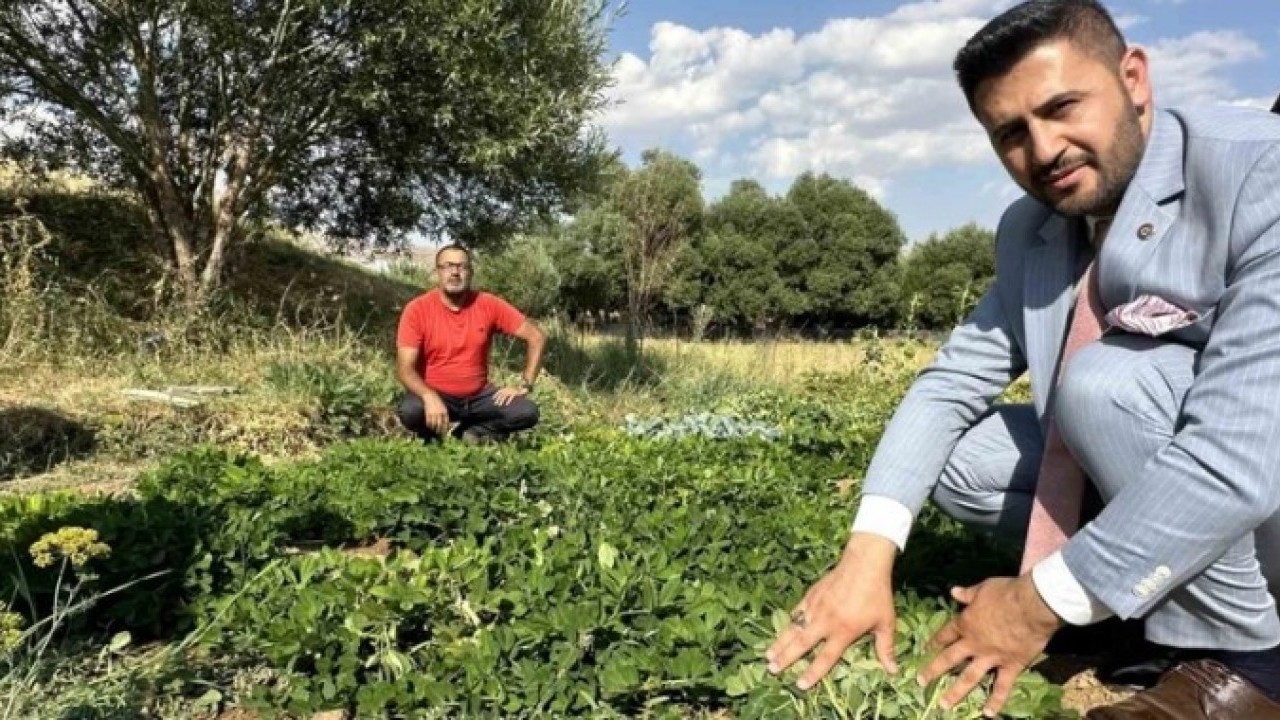 Foto - Nesiller boyu kazanç sağlayacak! Bir kez ekince 100 yıla kadar meyve veriyor
