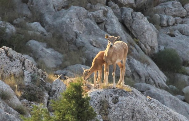 Foto - Nesilleri tükendikten 150 yıl sonra yeniden yerleştirilmişlerdi! İlk yavrular dünyaya geldi