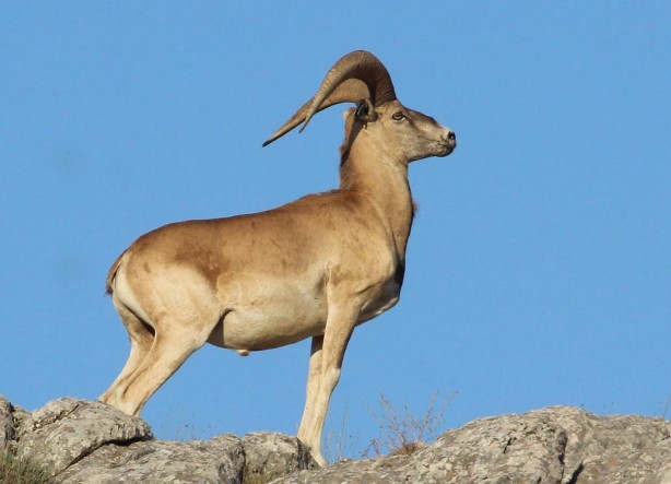 Nesilleri tükendikten 150 yıl sonra yeniden yerleştirilmişlerdi! İlk yavrular dünyaya geldi