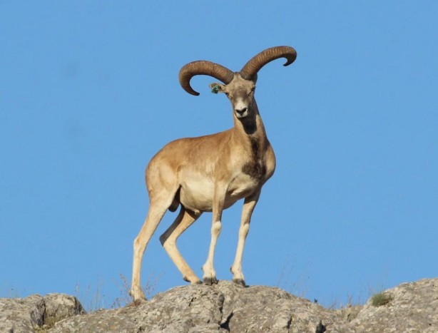 Foto - Nesilleri tükendikten 150 yıl sonra yeniden yerleştirilmişlerdi! İlk yavrular dünyaya geldi