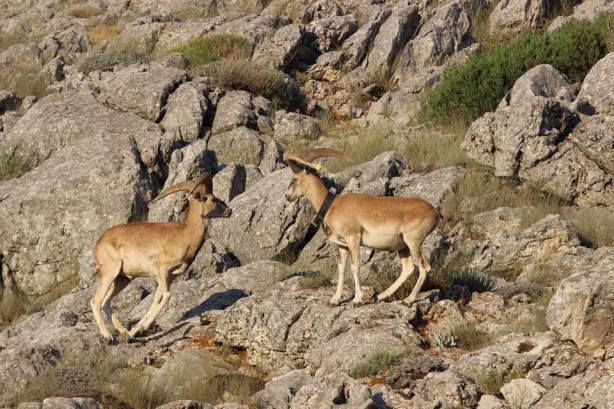 Foto - Nesilleri tükendikten 150 yıl sonra yeniden yerleştirilmişlerdi! İlk yavrular dünyaya geldi