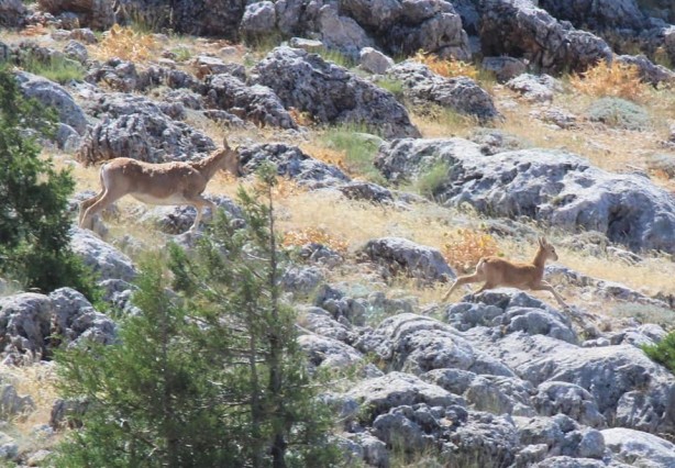 Foto - Nesilleri tükendikten 150 yıl sonra yeniden yerleştirilmişlerdi! İlk yavrular dünyaya geldi