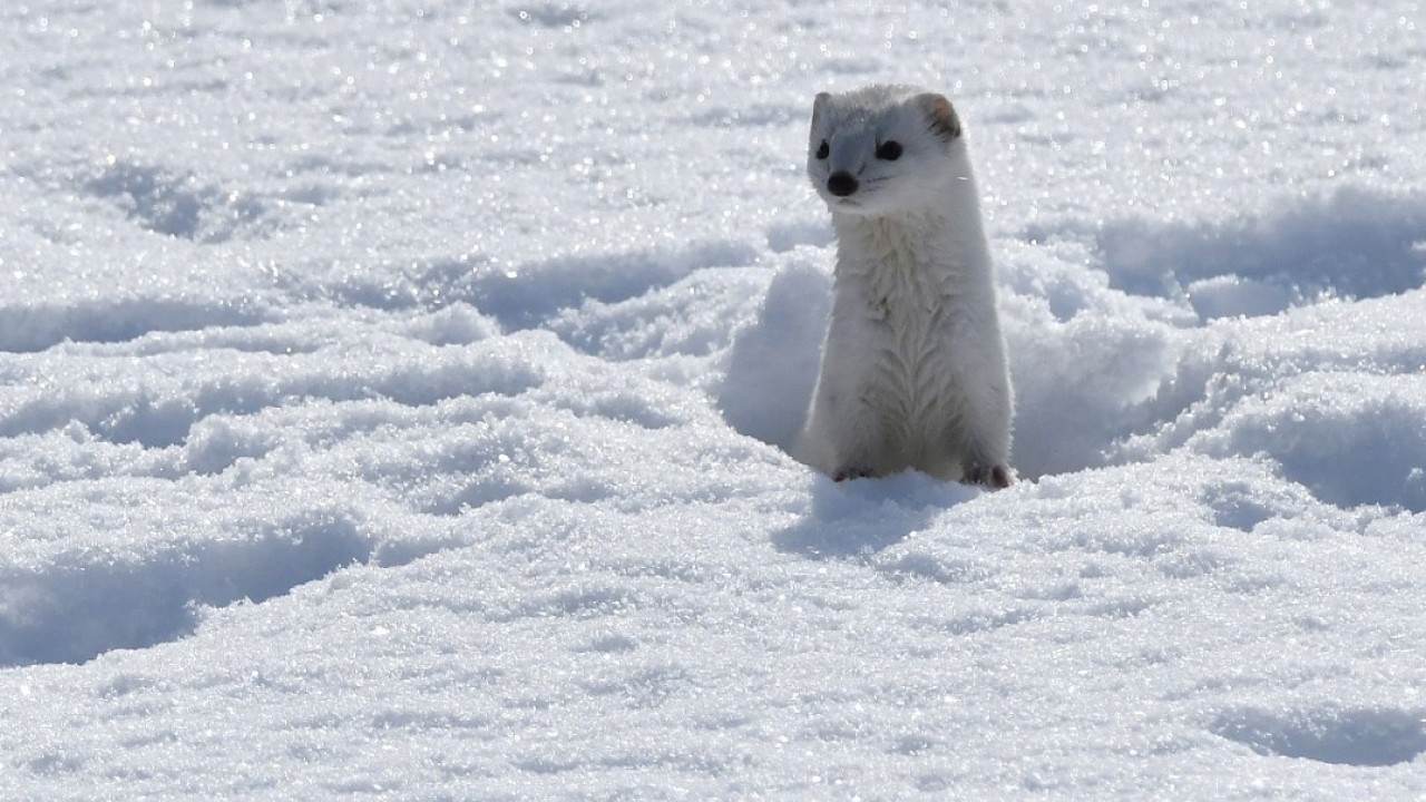 Nesli koruma altında! Beyaz gelincik o ilimizde görüntülendi