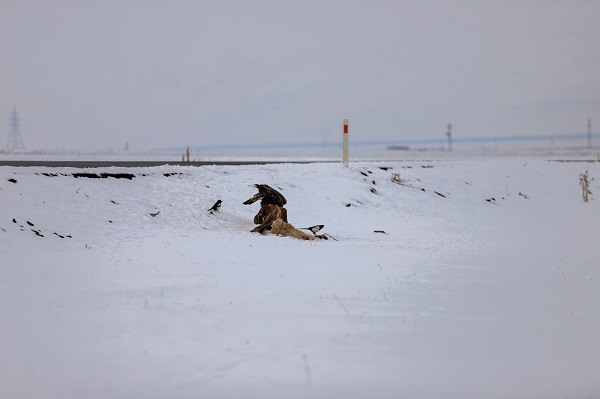 Foto - Nesli tehdit altında! Orada görüntülendi