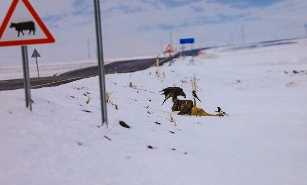 Foto - Nesli tehdit altında! Orada görüntülendi