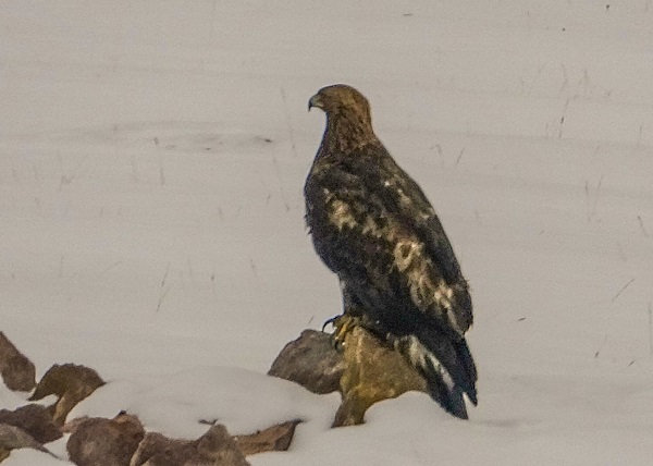 Foto - Nesli tehdit altında! Orada görüntülendi