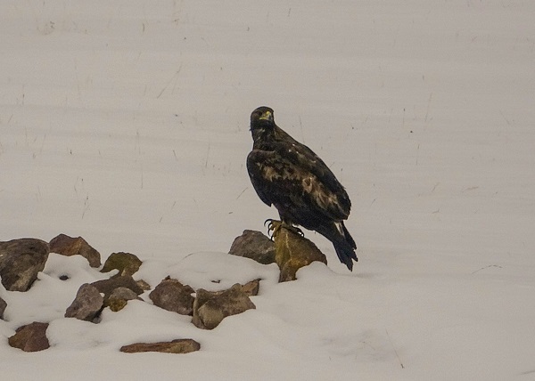 Foto - Nesli tehdit altında! Orada görüntülendi