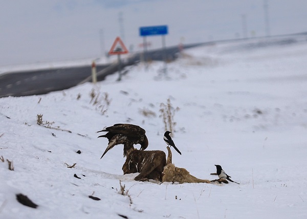 Foto - Nesli tehdit altında! Orada görüntülendi