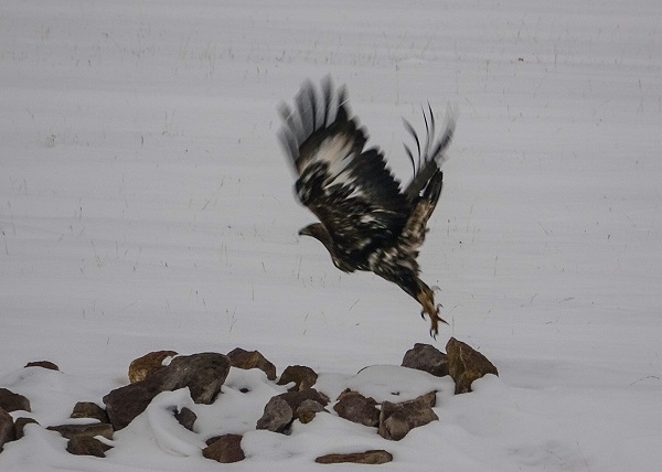 Foto - Nesli tehdit altında! Orada görüntülendi