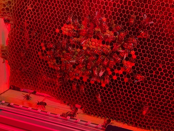 Foto - Nesli tehlike altında! Arılar için yapay zekalı koruma