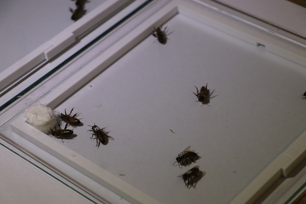 Foto - Nesli tehlike altında! Arılar için yapay zekalı koruma