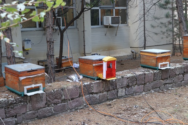 Foto - Nesli tehlike altında! Arılar için yapay zekalı koruma
