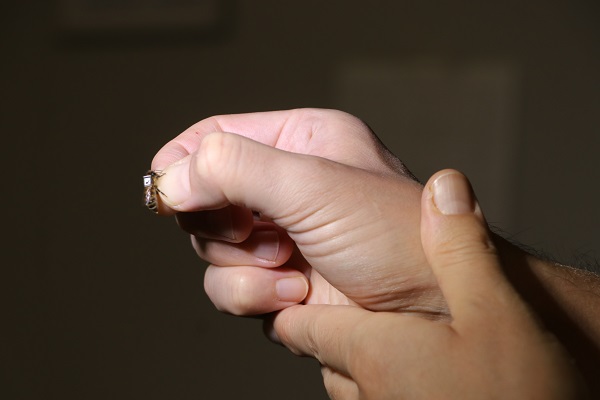 Foto - Nesli tehlike altında! Arılar için yapay zekalı koruma