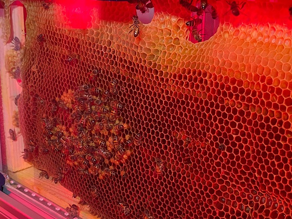 Foto - Nesli tehlike altında! Arılar için yapay zekalı koruma