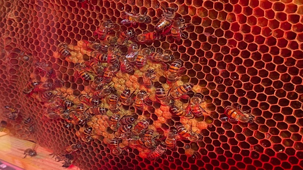 Nesli tehlike altında! Arılar için yapay zekalı koruma