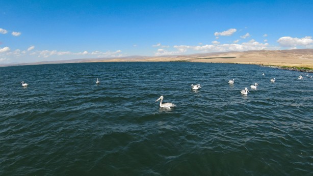 Foto - Nesli tehlike altında! Tepeli pelikanlar Aktaş'ta üreyip Çıldır'da besleniyor