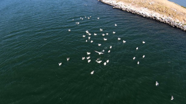 Nesli tehlike altında! Tepeli pelikanlar Aktaş'ta üreyip Çıldır'da besleniyor