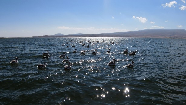 Foto - Nesli tehlike altında! Tepeli pelikanlar Aktaş'ta üreyip Çıldır'da besleniyor
