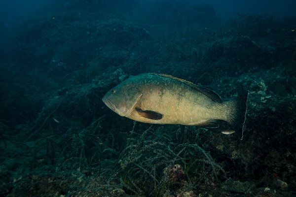 Foto - Nesli tehlike altındaki balık böyle takip ediliyor