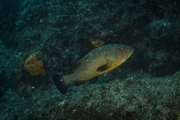 Foto - Nesli tehlike altındaki balık böyle takip ediliyor