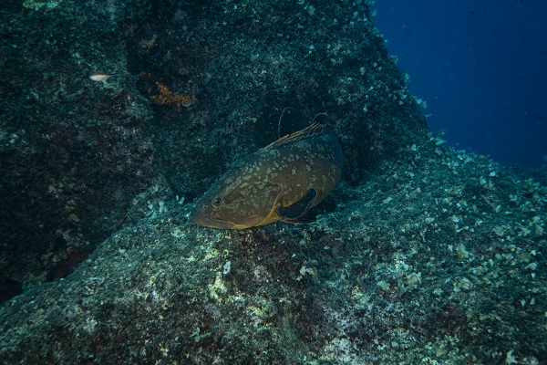 Foto - Nesli tehlike altındaki balık böyle takip ediliyor