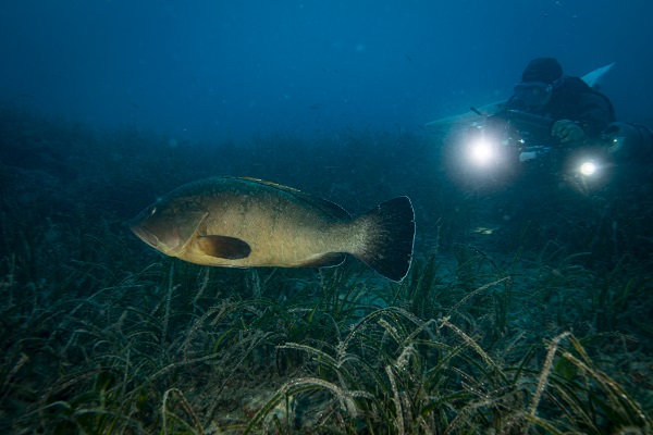 Foto - Nesli tehlike altındaki balık böyle takip ediliyor