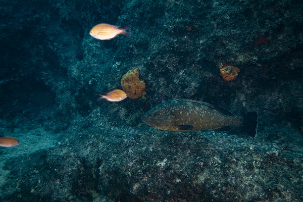 Foto - Nesli tehlike altındaki balık böyle takip ediliyor