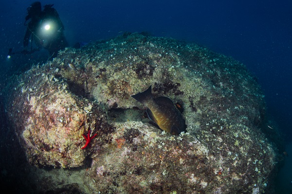 Foto - Nesli tehlike altındaki balık böyle takip ediliyor