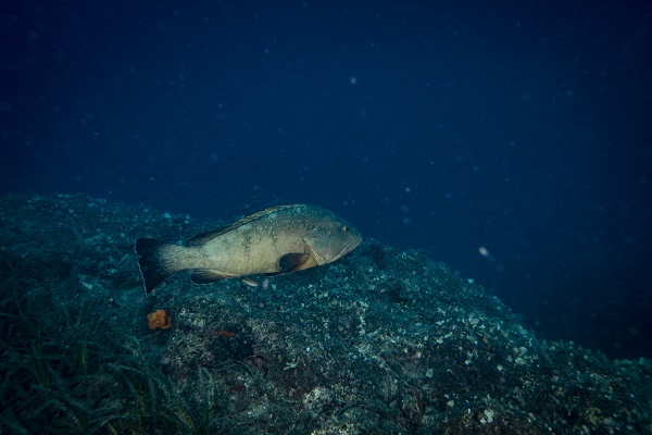 Foto - Nesli tehlike altındaki balık böyle takip ediliyor