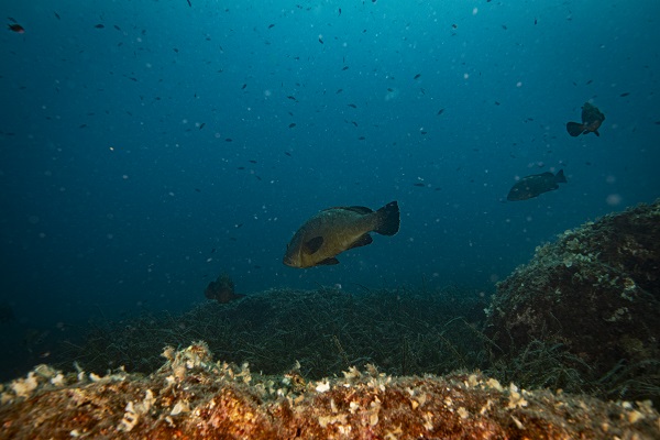 Foto - Nesli tehlike altındaki balık böyle takip ediliyor
