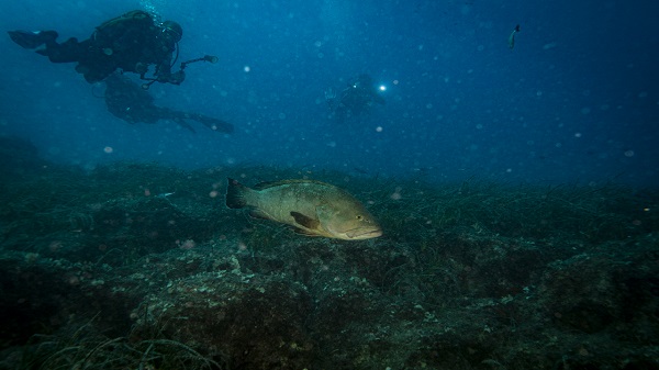 Nesli tehlike altındaki balık böyle takip ediliyor
