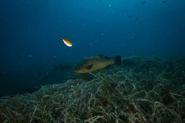 Foto - Nesli tehlike altındaki balık böyle takip ediliyor