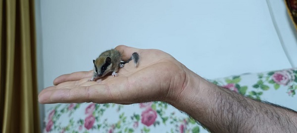 Foto - Nesli tehlike altındaki canlıyı elleriyle besledi