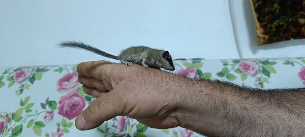 Foto - Nesli tehlike altındaki canlıyı elleriyle besledi