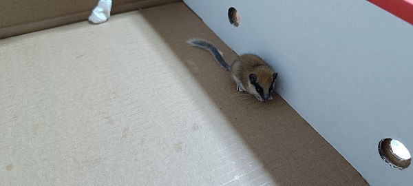 Foto - Nesli tehlike altındaki canlıyı elleriyle besledi