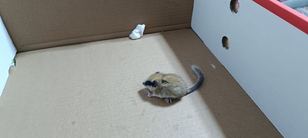 Foto - Nesli tehlike altındaki canlıyı elleriyle besledi