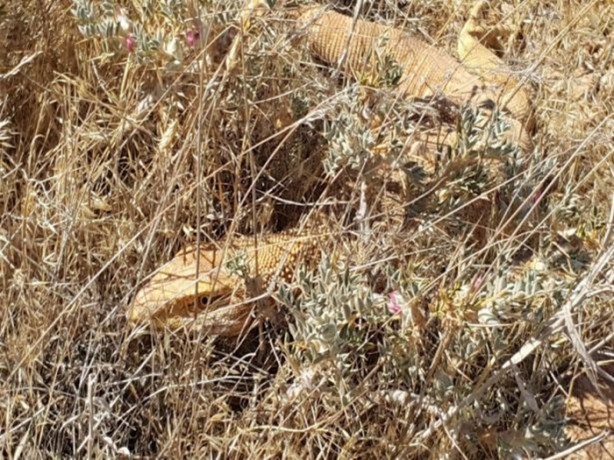 Foto - Nesli tehlikede! Urfa'da ortaya çıktı...