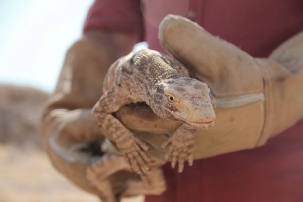 Foto - Nesli tehlikede! Urfa'da ortaya çıktı...